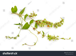 Attēlu rezultāti vaicājumam “Fallopia convolvulus fruit”