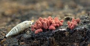 Attēlu rezultāti vaicājumam “Arcyria affinis”