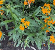 Attēlu rezultāti vaicājumam “Erysimum hieracifolium leaf”