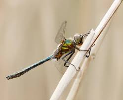 Attēlu rezultāti vaicājumam “Cordulia aenea”