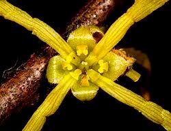 Attēlu rezultāti vaicājumam “Hamamelis virginiana flower”