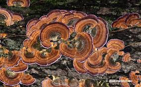 Attēlu rezultāti vaicājumam “Trichaptum biforme”