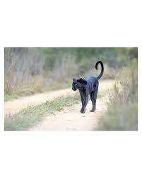 Attēlu rezultāti vaicājumam “Lycogala leopardinum macro”