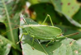 Attēlu rezultāti vaicājumam “Tettigonia cantans”