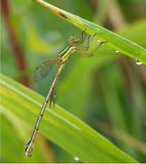 Attēlu rezultāti vaicājumam “Lestes virens female”