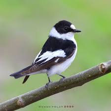 Image result for Ficedula albicollis