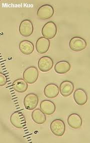Attēlu rezultāti vaicājumam “Pluteus leoninus”