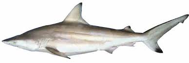 Image result for Carcharhinus