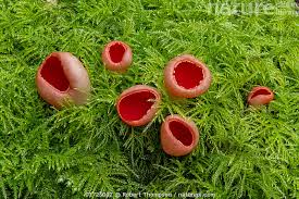 Attēlu rezultāti vaicājumam “Sarcoscypha austriaca”