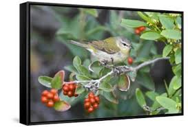 Image result for Vermivora peregrina