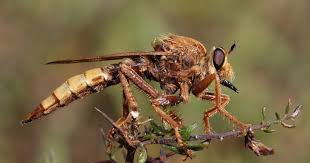 Attēlu rezultāti vaicājumam “Asilus crabroniformis”