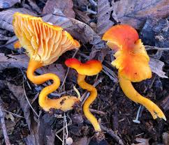 Attēlu rezultāti vaicājumam “Hygrocybe sp.”