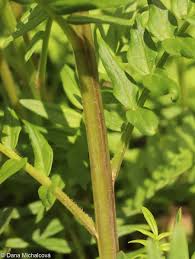 Attēlu rezultāti vaicājumam “Polemonium caeruleum leaf”