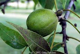 Attēlu rezultāti vaicājumam “Carya ovata fruit”