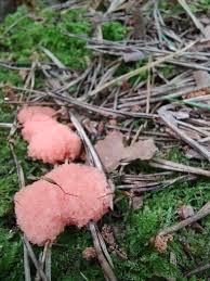 Attēlu rezultāti vaicājumam “Tubifera applanata macro”