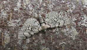 Attēlu rezultāti vaicājumam “Eupithecia venosata”