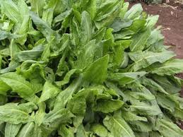 Attēlu rezultāti vaicājumam “Rumex acetosa”