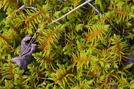 Attēlu rezultāti vaicājumam “Abietinella abietina”