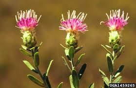 Attēlu rezultāti vaicājumam “Linaria loeselii fruit”