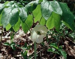 Attēlu rezultāti vaicājumam “Podophyllum hexandrum fruit”