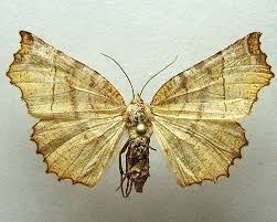 Attēlu rezultāti vaicājumam “Selenia dentaria”