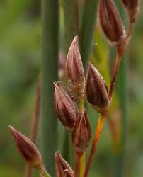 Attēlu rezultāti vaicājumam “Juncus balticus”