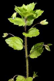 Attēlu rezultāti vaicājumam “Veronica agrestis”