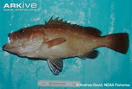 Image result for Hyporthodus niveatus