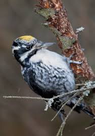 Attēlu rezultāti vaicājumam “Picoides tridactylus”