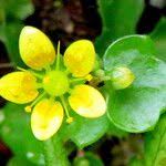 Attēlu rezultāti vaicājumam “Saxifraga cymbalaria”