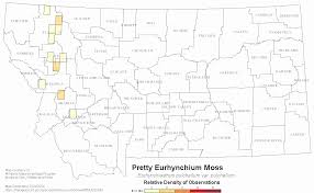 Attēlu rezultāti vaicājumam “Eurhynchiastrum pulchellum”