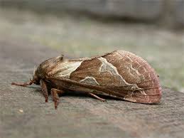 Attēlu rezultāti vaicājumam “Hepialus sylvina female”