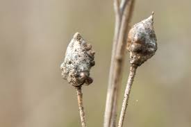 Attēlu rezultāti vaicājumam “Bunias orientalis bud”