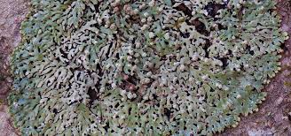 Attēlu rezultāti vaicājumam “Menegazzia terebrata”