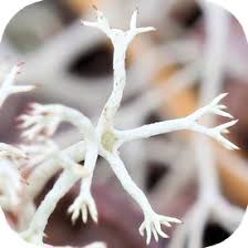 Attēlu rezultāti vaicājumam “Cladonia rangiferina”