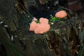Attēlu rezultāti vaicājumam “Tubifera ferruginosa (subsp. ferruginosa) macro”
