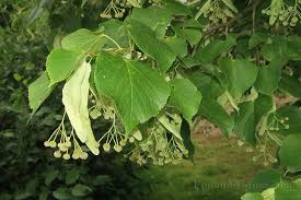 Attēlu rezultāti vaicājumam “Tilia x vulgaris”