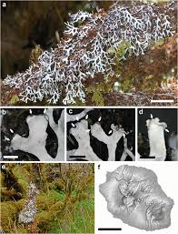 Attēlu rezultāti vaicājumam “Hypotrachyna sp.”