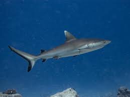 Image result for Carcharhinus albimarginatus