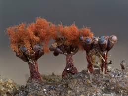 Attēlu rezultāti vaicājumam “Metatrichia vesparia”