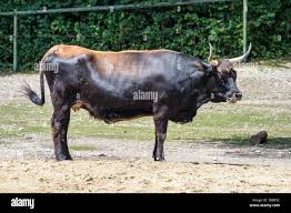 Attēlu rezultāti vaicājumam “Bos primigenius taurus”