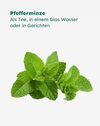 Image result for Pfefferminze