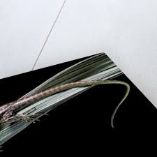 Risultati immagini per dasia smaragdina