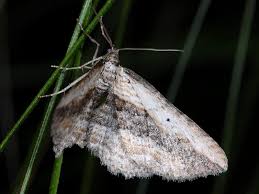 Attēlu rezultāti vaicājumam “Horisme vitalbata”