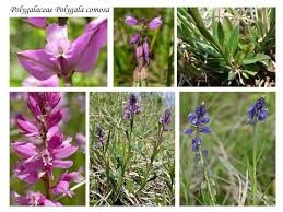 Attēlu rezultāti vaicājumam “Polygala comosa flower”