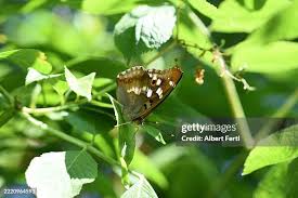 Attēlu rezultāti vaicājumam “Apatura ilia female”