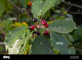Attēlu rezultāti vaicājumam “Frangula alnus”