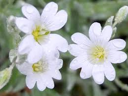 Image result for cerastium tomentosum