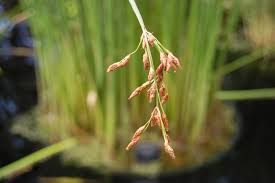 Attēlu rezultāti vaicājumam “Schoenoplectus lacustris subsp. glaucus flower”