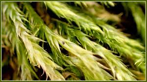 Attēlu rezultāti vaicājumam “Anomodon longifolius”